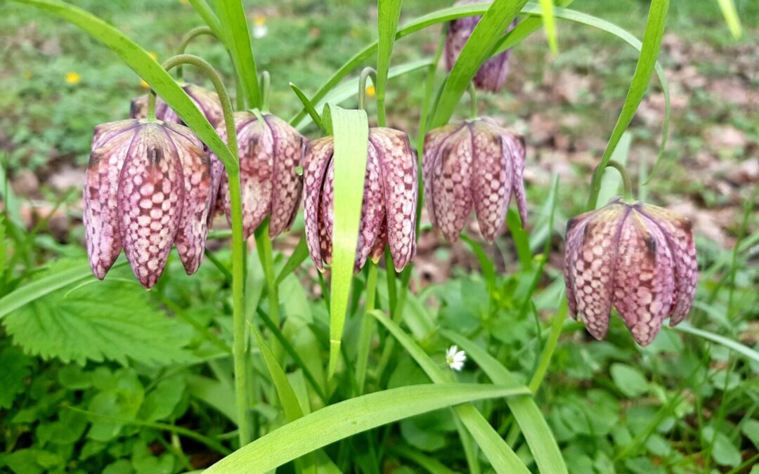 Svjetski dan divljih vrsta